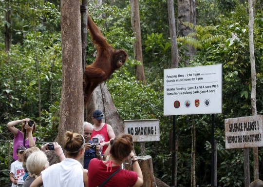 Menengok kehidupan orangutan yang kian terancam gara-gara pembalakan