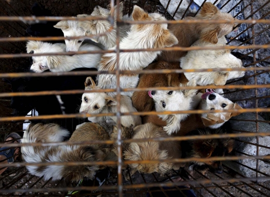 Sadis, ribuan anjing & kucing dibantai untuk dikonsumsi di China