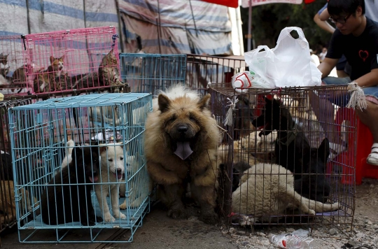 Sadis, ribuan anjing & kucing dibantai untuk dikonsumsi di China