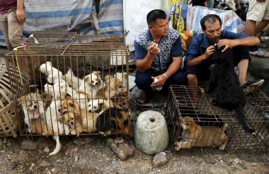 Sadis, ribuan anjing & kucing dibantai untuk dikonsumsi di China