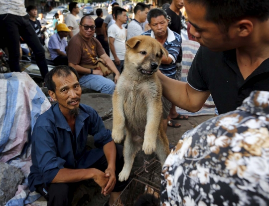 Sadis, ribuan anjing & kucing dibantai untuk dikonsumsi di China