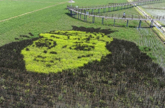 Uniknya mural ala seniman China yang terbuat dari tanaman padi