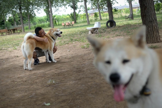 Mengintip sekolah anjing di China