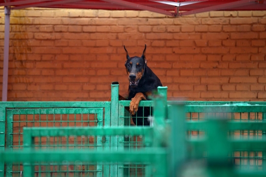 Mengintip sekolah anjing di China