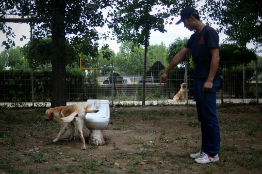 Mengintip sekolah anjing di China