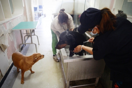 Mengintip sekolah anjing di China