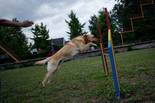 Mengintip sekolah anjing di China