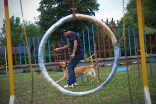 Mengintip sekolah anjing di China
