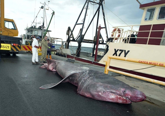 Ini wujud hiu langka yang tertangkap nelayan Australia