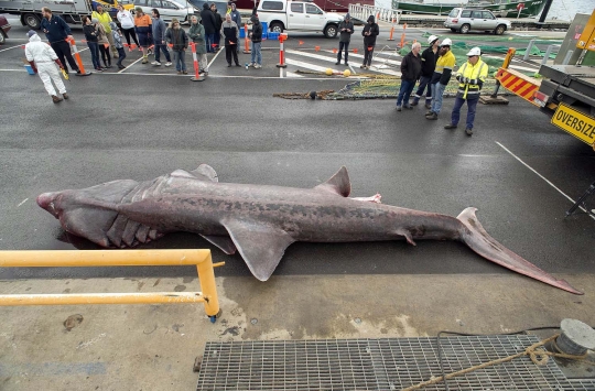 Ini wujud hiu langka yang tertangkap nelayan Australia