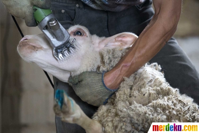 Foto : Begini perawatan "istimewa" domba penghasil 6 ton wol| merdeka.com