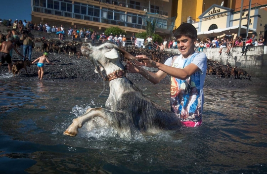 Festival San Juan, ratusan kambing dipaksa mandi di Spanyol