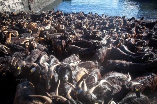 Festival San Juan, ratusan kambing dipaksa mandi di Spanyol