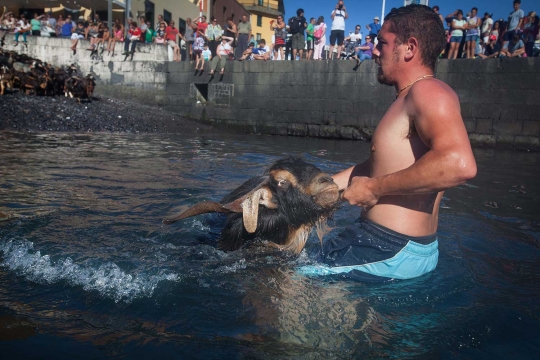 Festival San Juan, ratusan kambing dipaksa mandi di Spanyol