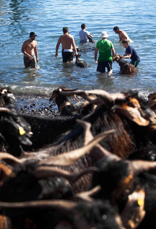 Festival San Juan, ratusan kambing dipaksa mandi di Spanyol