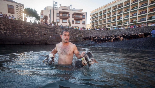 Festival San Juan, ratusan kambing dipaksa mandi di Spanyol
