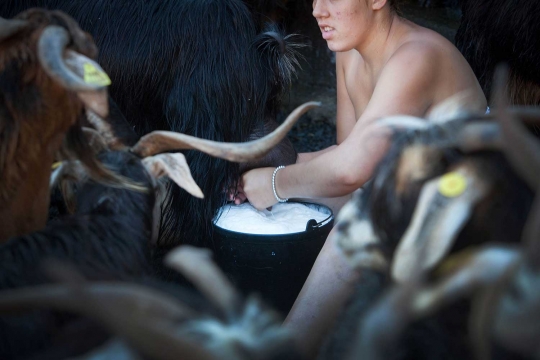 Festival San Juan, ratusan kambing dipaksa mandi di Spanyol