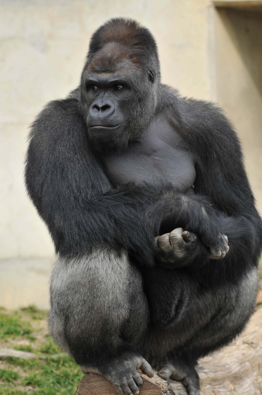 Ini Shabani, gorila 'ganteng' yang ditaksir wanita-wanita Jepang