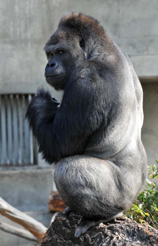 Ini Shabani, gorila 'ganteng' yang ditaksir wanita-wanita Jepang