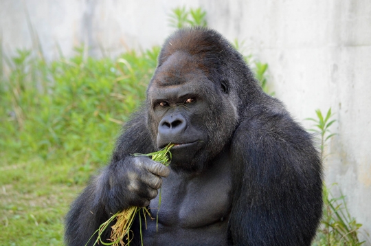 Ini Shabani, gorila 'ganteng' yang ditaksir wanita-wanita Jepang