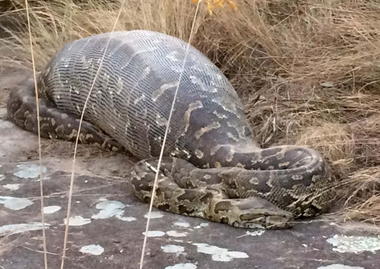 Senjata makan tuan, piton Afrika ini mati usai mangsa landak