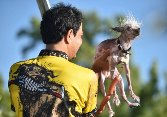 Melihat penampilan konyol dalam kontes anjing terjelek di dunia