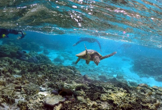 Melihat ribuan terumbu karang rusak parah di laut Queensland