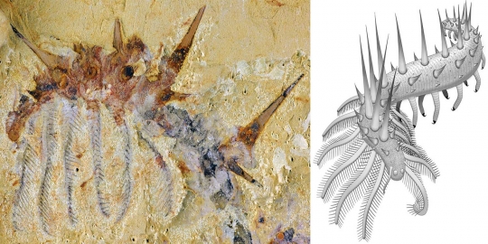Penemuan fosil makhluk kuno berusia setengah miliar tahun