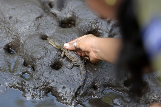 Terancam punah, warga El Salvador nekat ternak buaya di sungai
