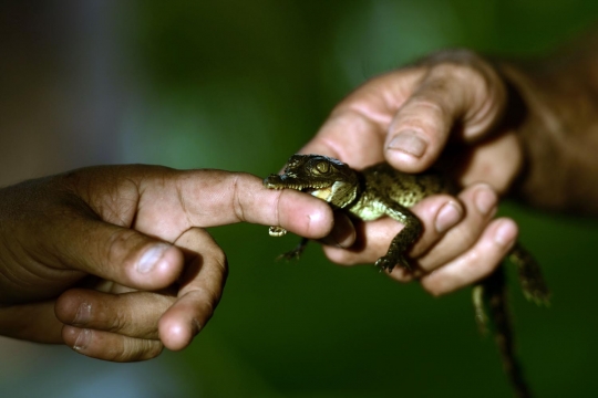 Terancam punah, warga El Salvador nekat ternak buaya di sungai