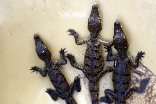 Terancam punah, warga El Salvador nekat ternak buaya di sungai