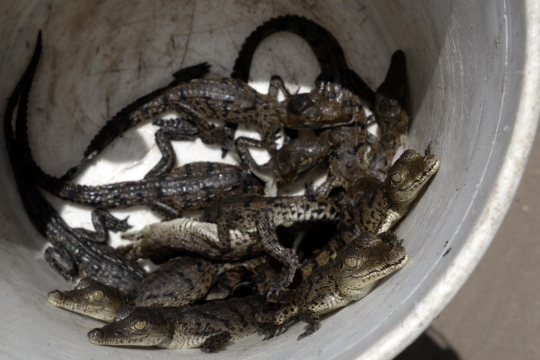 Terancam punah, warga El Salvador nekat ternak buaya di sungai