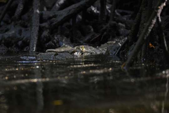 Terancam punah, warga El Salvador nekat ternak buaya di sungai
