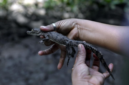 Terancam punah, warga El Salvador nekat ternak buaya di sungai