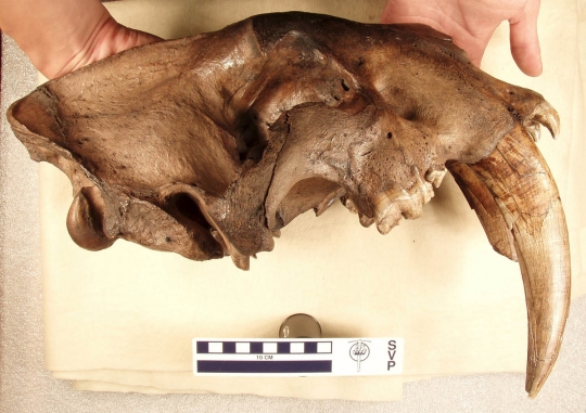 Ini wujud taring 'pedang' kucing purba Smilodon