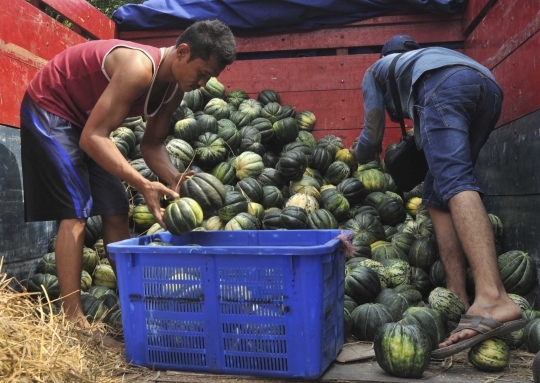 Omzet penjualan blewah di Tangerang menurun 40 persen