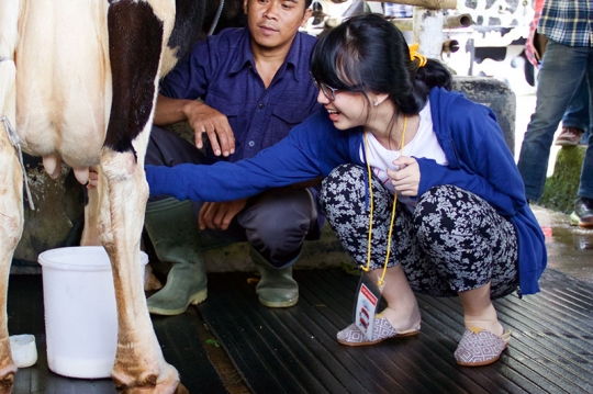 Jalan jalan melihat peternakan sapi perah bersama JKT48