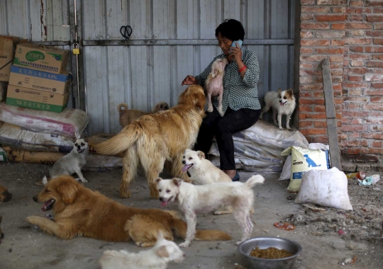 Wanita ini rela habiskan jutaan uang demi selamatkan ribuan anjing