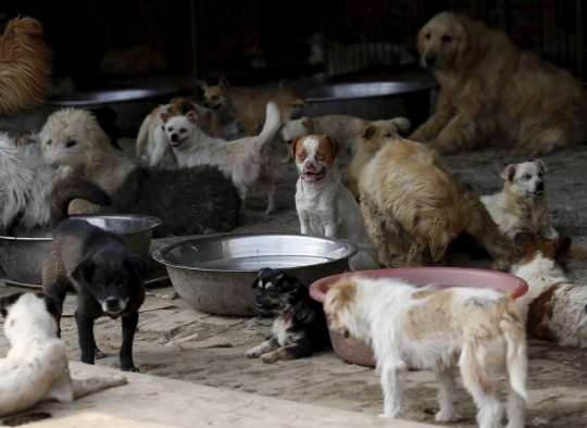 Wanita ini rela habiskan jutaan uang demi selamatkan ribuan anjing