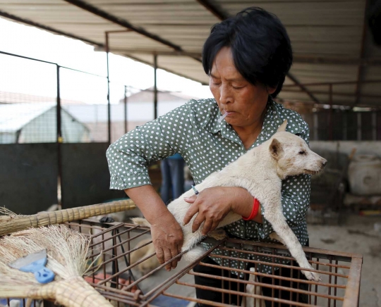 Wanita ini rela habiskan jutaan uang demi selamatkan ribuan anjing