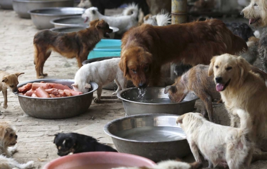 Wanita ini rela habiskan jutaan uang demi selamatkan ribuan anjing