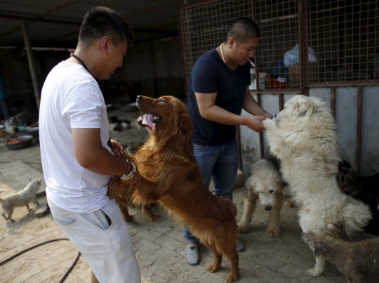 Wanita ini rela habiskan jutaan uang demi selamatkan ribuan anjing