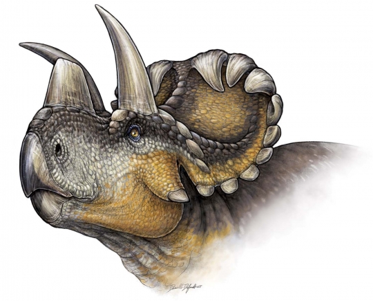 Ilmuwan Kanada temukan fosil dinosaurus bertanduk Wendiceratops