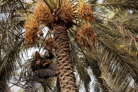 Melihat lebih dekat asyiknya memanen kurma di Bahrain