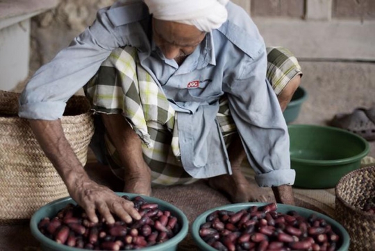 Melihat lebih dekat asyiknya memanen kurma di Bahrain