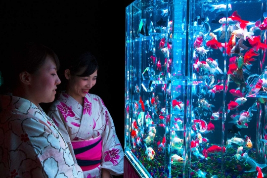 Melihat keunikan Pameran Seni Aquarium di Tokyo