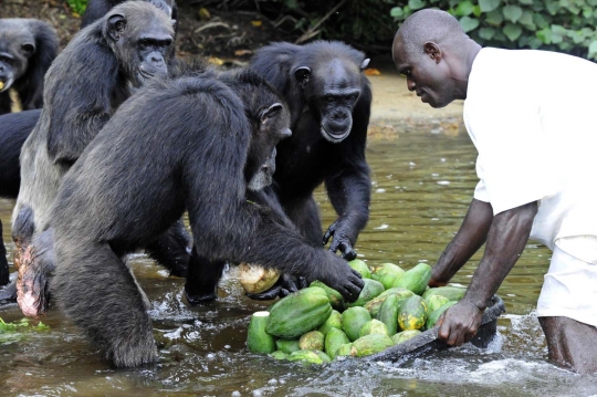 Menengok kawanan simpanse korban penelitian medis di Pulau Kera