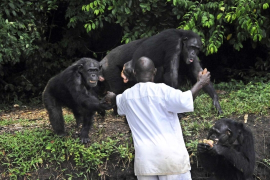 Menengok kawanan simpanse korban penelitian medis di Pulau Kera