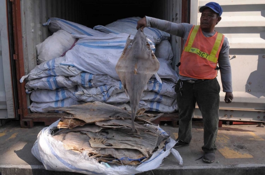 Bea cukai gagalkan penyelundupan ikan laut ke luar negeri
