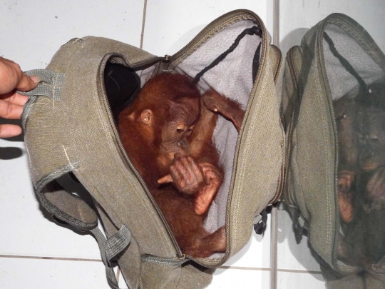 Sadis, pria ini selundupkan bayi orang utan di dalam tas